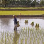 Lachender Bauer auf Reisfeld in Thailand