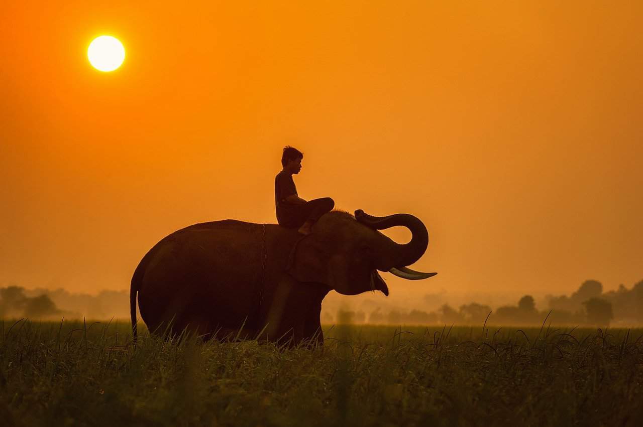 Elefantenreiten – ein umstrittenes Vergnügen